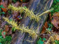 Herbstlich gefärbter Berglärchen Zweig am Waldboden